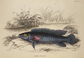 Cychla fasciata. [Blue Perch]