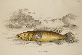 Cychla labrina Naturalist Library - Fish & Crustaceans Cychla labrina