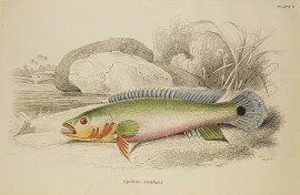 Cychla Rutilans.[Atabo Red Pike Cichlid] To Be Categorised