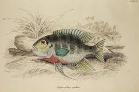 Centrarchus cychla [Parrot Cichla]