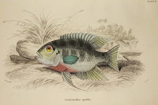 Centrarchus cychla [Parrot Cichla] To Be Categorised