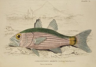 Cheilodipterus Arabicus (Arabian Cheilop… To Be Categorised