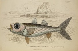 Pomatomus Telescopium (The Large-eyed Pomatome) Naturalist Library - Fish & Crustaceans Pomatomus Telescopium (The Large-eyed Pomatome)