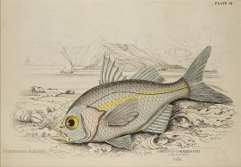 Ambassis commersonii (Cape Leucadia) Naturalist Library - Fish & Crustaceans Ambassis commersonii (Cape Leucadia)