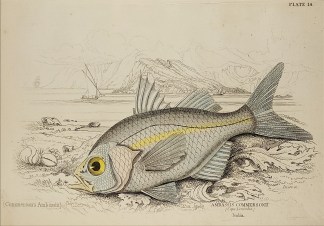Ambassis commersonii (Cape Leucadia) To Be Categorised