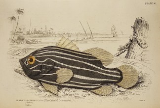 Grammistes orientalis (The Orient Grammi… To Be Categorised