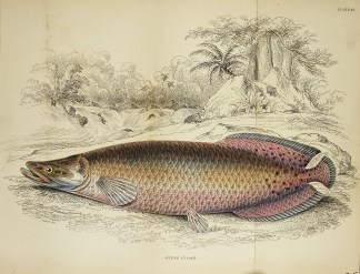 Sudis Gigas. Fish & Marine Life