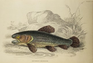 Erythrinus Macrodon. Fish & Marine Life