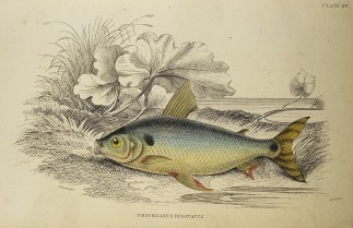 Prochilodus Binotatus. Fish & Marine Life