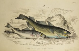 1. The common Cod 2. The haddock. Fish & Marine Life