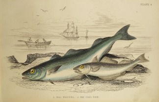 1. The Whiting 2. The coal fish. Fish & Marine Life
