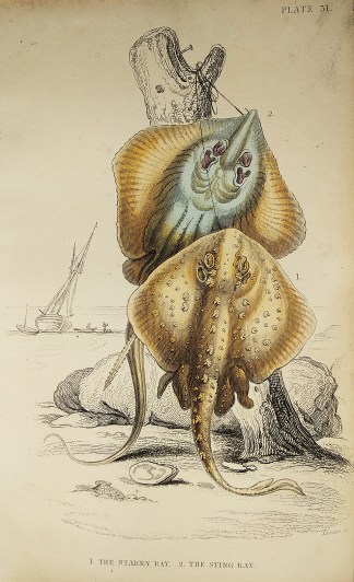 1. The Starry Ray 2. The Sting Ray. Fish & Marine Life