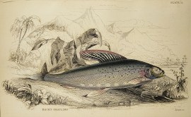 Back’s Grayling. Fish & Crustaceans