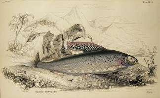 Back’s Grayling. Fish & Marine Life