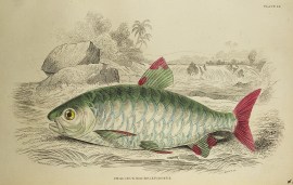 Chalceus Macrolepidotus. Fish & Crustaceans Chalceus Macrolepidotus.