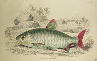 Chalceus Macrolepidotus. Fish & Marine Life