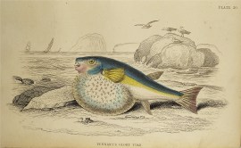 Pennant’s Globe Fish. Fish & Crustaceans Pennant's Globe Fish.