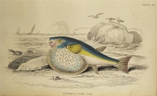 Pennant’s Globe Fish. Fish & Marine Life Pennant’s Globe Fish. Fish & Marine Life