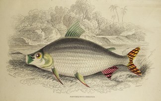 Prochilodus Insignis. Fish & Marine Life