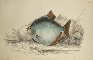 Serrasalmo Emarginatus. Fish & Marine Life