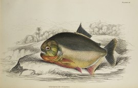 Serrasalmo Piranha Fish & Crustaceans Serrasalmo Piranha