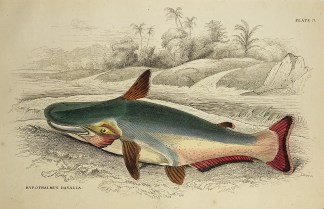 Hypothalmus Davalla. Fish & Marine Life