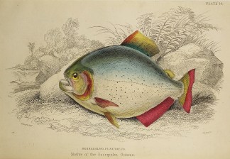 Serrasalmo Punctatus. Fish & Marine Life