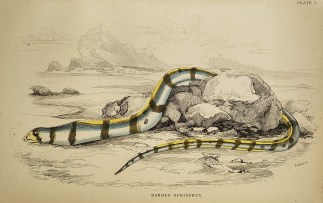 Banded Ophisurus. Fish & Marine Life