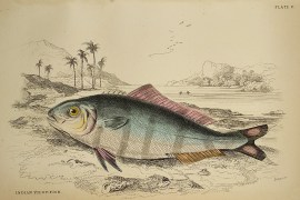 Indian Pilot-Fish. Fish & Crustaceans Indian Pilot-Fish.