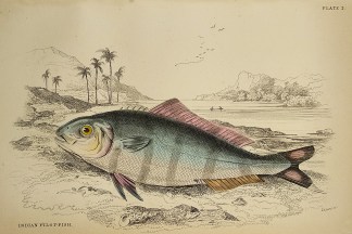 Indian Pilot-Fish. Fish & Marine Life