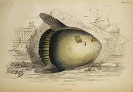 Short Sun Fish. Fish & Crustaceans Short Sun Fish.