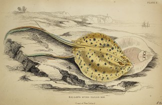 Halgan’s Spine-Tailed Ray Fish & Marine Life
