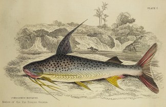 Pimelodus Notatus Fish & Marine Life