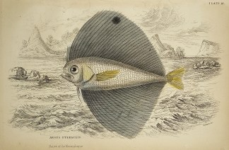Argus Pteraclis. Fish & Marine Life