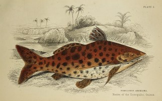 Pimelodus Arekaima Fish & Marine Life