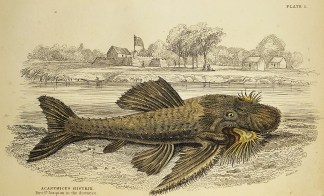 Acanthicus Histrix. Fort St. Joaquim in … Fish & Marine Life