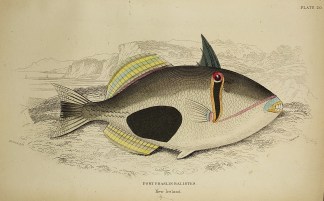 Port Praslin Balistes Fish & Marine Life