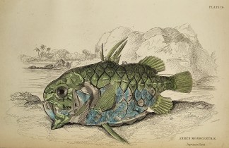 Armed Monocentris Fish & Marine Life