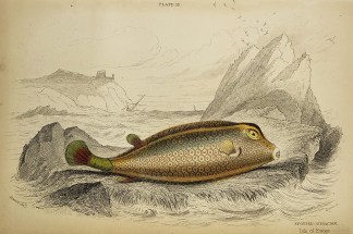 Spotted ostracion. Isle of France Fish & Marine Life