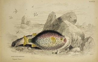 Porcupine Diodon. Fish & Marine Life