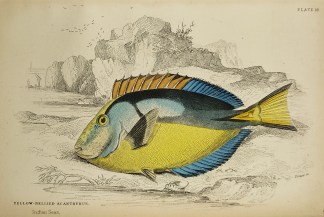 Yellow-bellied Acanthurus Fish & Marine Life