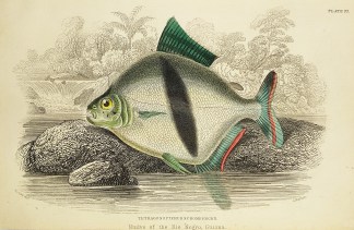 Tetragonopterus Schomburgkii. Fish & Marine Life