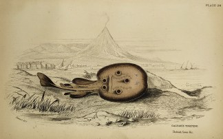 Galvanis Torpedo. Fish & Marine Life