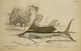 Indian Histiophorus. Fish & Crustaceans Indian Histiophorus.