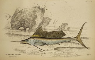 Indian Histiophorus. Fish & Marine Life