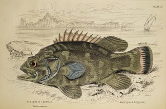 Polyprion Cernium (Many-spined Polyprion… Fish & Marine Life