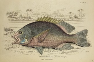 Diacope Rivulata (Banded Diacope) Fish & Marine Life