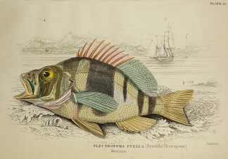 Plectropoma Puella (Beautiful Plectropom… Fish & Marine Life