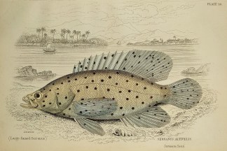 Serranus Altivelis (Large-finned Serranu… Fish & Marine Life