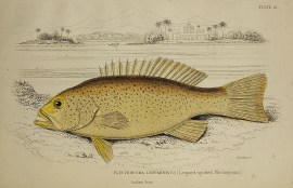 Plectropoma Leopardinus (Leopard-spotted Plectropoma)